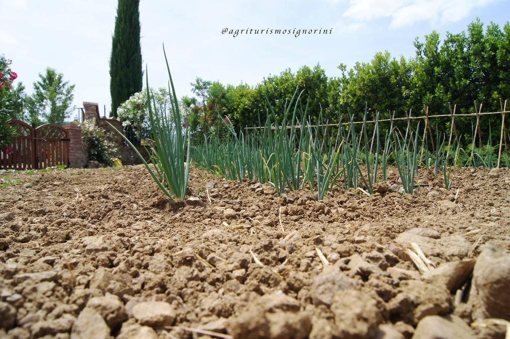 Agriturismo Signorini Orciatico Exteriér fotografie